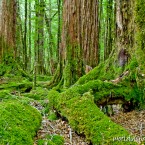 Rainforest in Fiordland