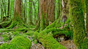 Some photos from beautiful Fiordland National park in New Zealand